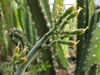 Euphorbia spinea