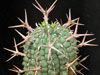 Euphorbia stellispina
