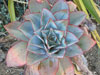 Echeveria subrigida