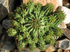 Euphorbia susannae