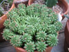 Euphorbia susannae