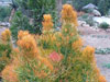 Euphorbia tirucalli