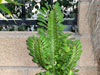 Euphorbia trigona