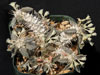 Euphorbia tulearensis