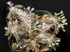 Euphorbia tulearensis