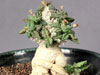 Euphorbia tulearensis