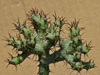 Euphorbia umbonata