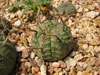 Euphorbia valida