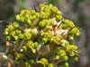 Euphorbia venenifica