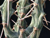 Euphorbia xylacantha