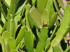 Euphorbia xylophylloides