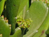 Euphorbia xylophylloides