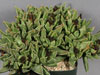 Faucaria bosscheana