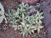 Faucaria britteniae