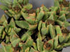 Faucaria britteniae