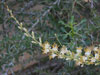 Fouquieria burragei