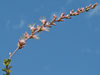 Fouquieria burragei