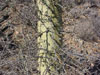 Fouquieria columnaris