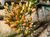 Fouquieria fasciculata