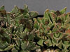 Faucaria felina