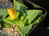 Faucaria felina