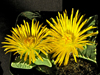 Faucaria felina