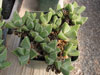 Faucaria felina