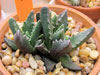 Faucaria gratiae