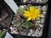 Faucaria gratiae