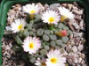 Frithia humilis