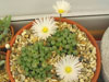 Fenestraria rhopalophylla