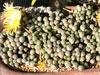 Fenestraria rhopalophylla