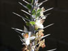Fouquieria shrevei