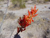 Fouquieria splendens