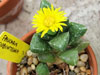 Faucaria subintegra