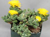 Faucaria subintegra