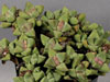 Faucaria subintegra