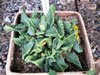 Faucaria tigrina