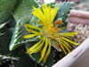 Faucaria tigrina