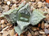 Faucaria tuberculosa