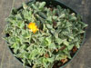 Faucaria tuberculosa