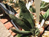 Gasteria batesiana