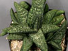 Gasteria batesiana