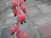 Gasteria baylissiana