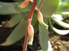 Gasteria carinata