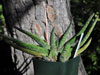 Gasteria carinata