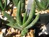 Gasteria carinata