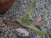 Gasteria croucheri