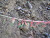 Gasteria croucheri