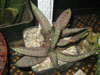 Gasteria ellaphieae